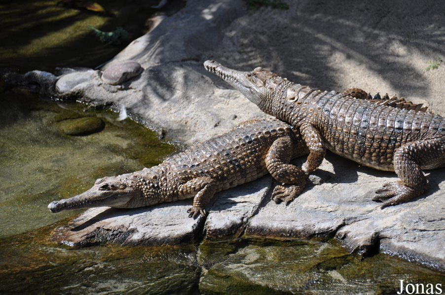 San Diego Zoo