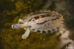 Batagur borneoensis