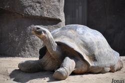 San Diego Zoo