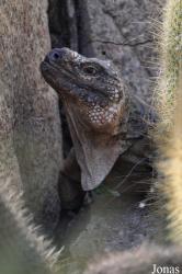 San Diego Zoo