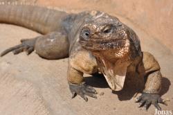 Cyclura cychlura