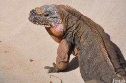 San Diego Zoo