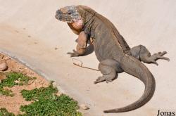 San Diego Zoo