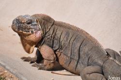 San Diego Zoo