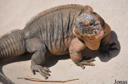 San Diego Zoo