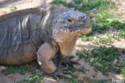 San Diego Zoo