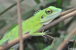 Bronchocela cristatella