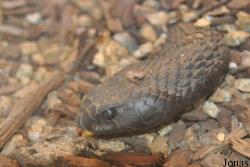 Hemachatus haemachatus