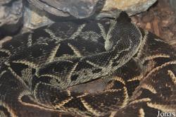 San Diego Zoo
