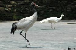 Bifengxia Wild Animal Park