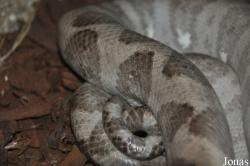 Corallus annulatus