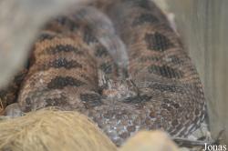 Crotalus scutulatus salvini