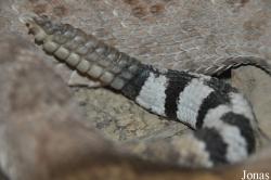 Crotalus scutulatus