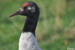 Grus nigricollis