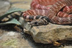 San Diego Zoo