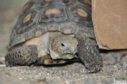Gopherus agassizii