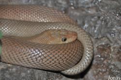 Bogertophis rosaliae