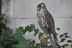 Vogelzucht- und Waldvogelliebhaberverein Wörth