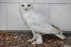 Vogelzucht- und Waldvogelliebhaberverein Wörth