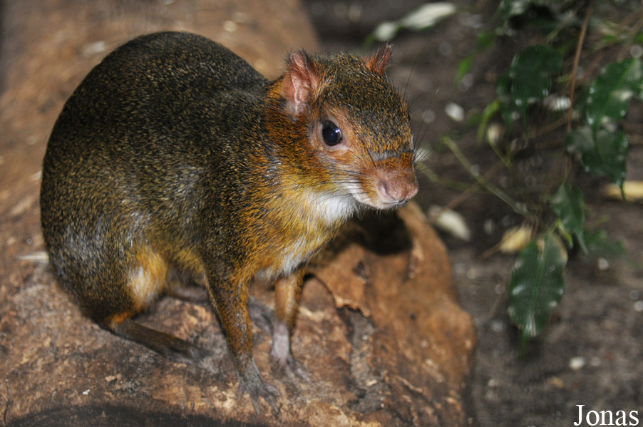 Allwetterzoo Münster