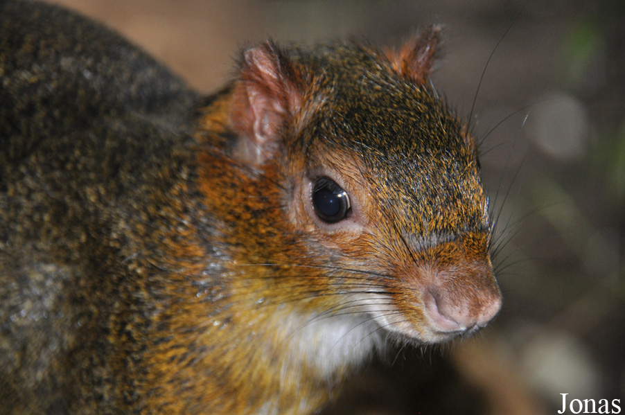 Allwetterzoo Münster