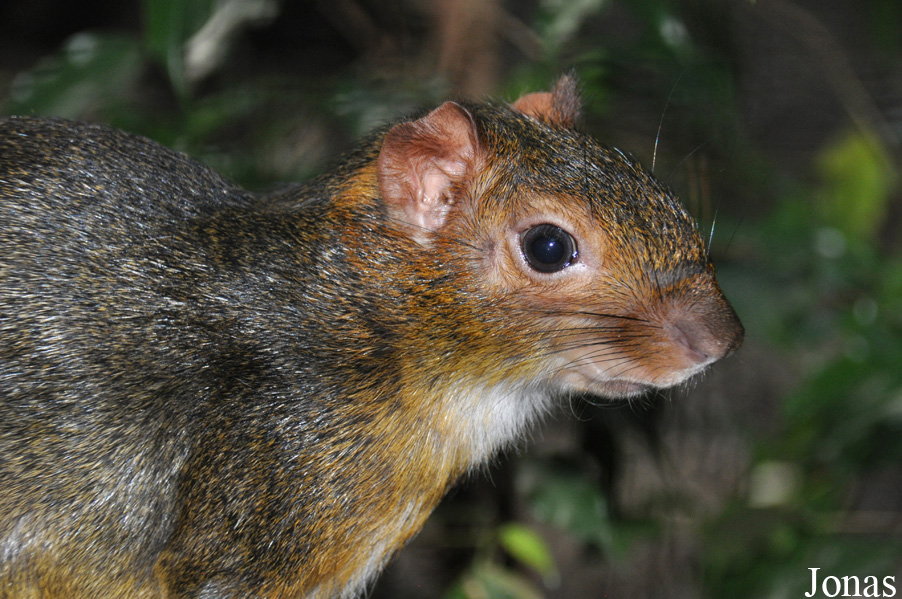 Allwetterzoo Münster