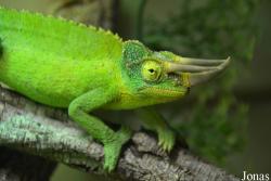 Trioceros jacksonii