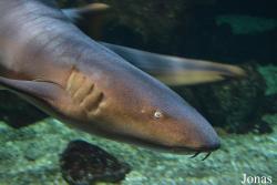 Ginglymostoma cirratum