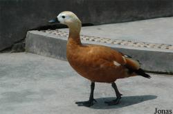 Bifengxia Wild Animal Park