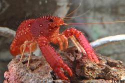 Enoplometopus occidentalis
