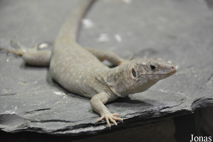 Zoologisches Forschungsmuseum Alexander Koenig