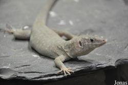 Zoologisches Forschungsmuseum Alexander Koenig