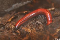 Pachybolidae