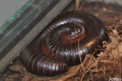 Epibolus pulchripes