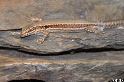 Zoologisches Forschungsmuseum Alexander Koenig