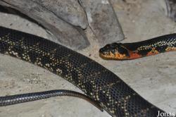 Hemorrhois hippocrepis