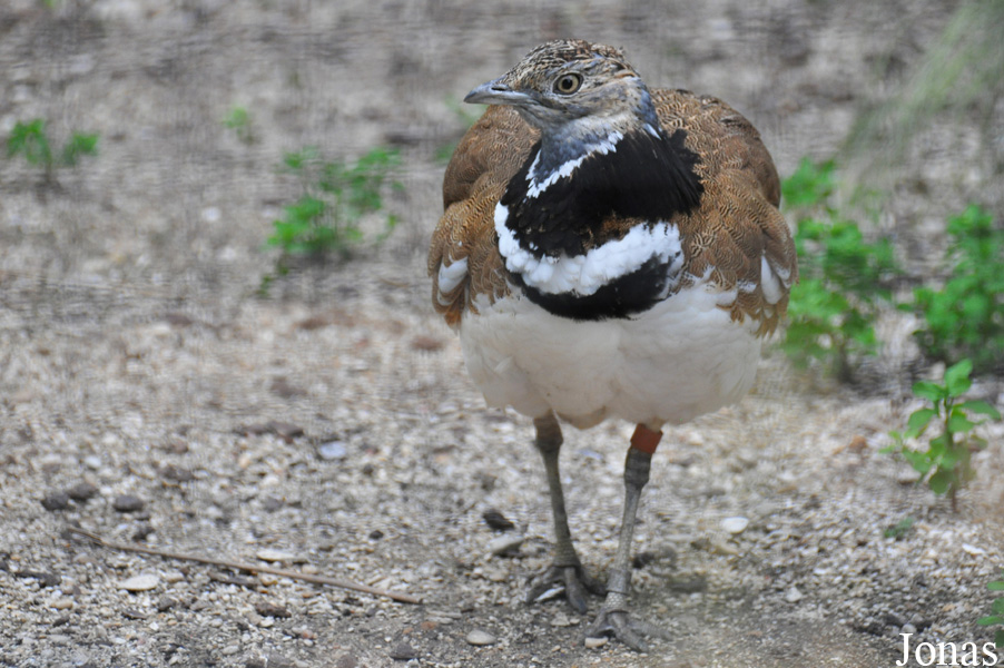 Ménagerie du Jardin des Plantes