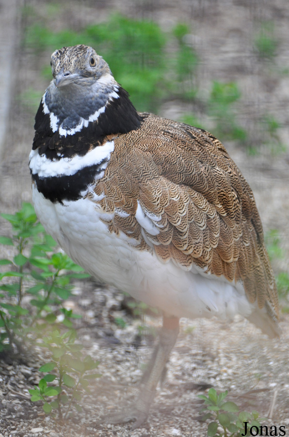 Ménagerie du Jardin des Plantes
