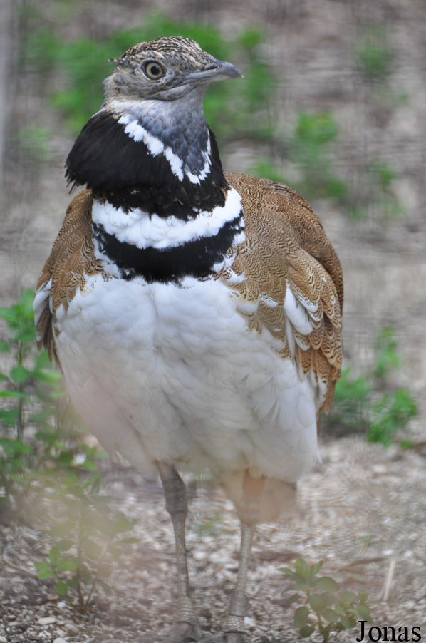 Ménagerie du Jardin des Plantes