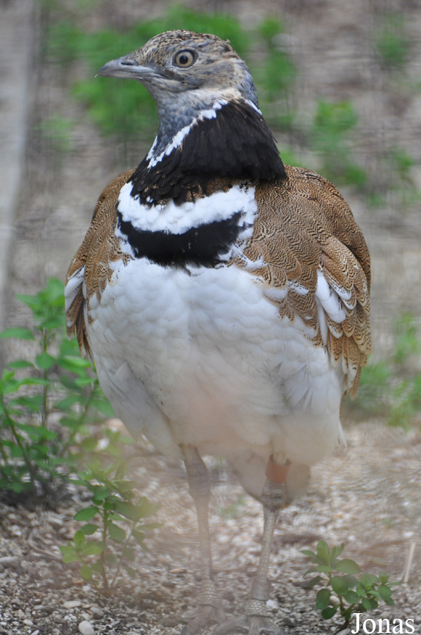 Ménagerie du Jardin des Plantes