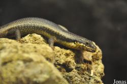 Egernia striolata