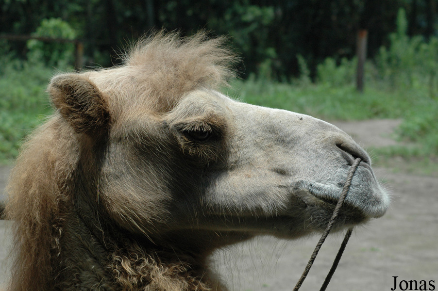 Bifengxia Wild Animal Park