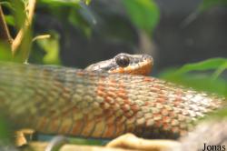 Phrynonax poecilonotus