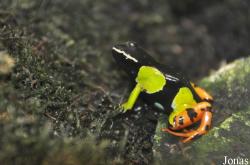 Mantella baroni