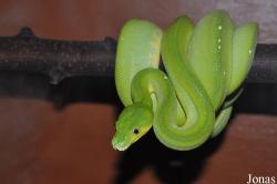 Noctalis