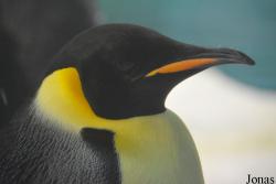 Aptenodytes forsteri