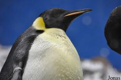 SeaWorld San Diego