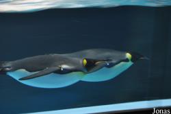 SeaWorld San Diego