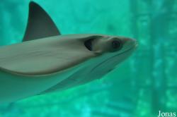 SeaWorld San Diego
