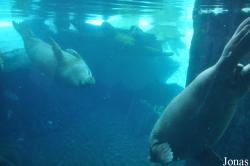 SeaWorld San Diego